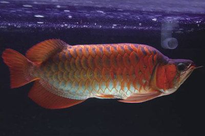 紅龍魚(yú)鰓蓋外翻：紅龍魚(yú)鰓蓋外翻怎么辦 龍魚(yú)百科 第2張