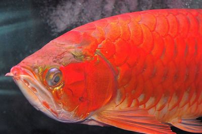 紅龍魚(yú)鰓蓋外翻：紅龍魚(yú)鰓蓋外翻怎么辦 龍魚(yú)百科 第3張