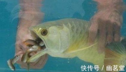 金龍魚孵化小魚：金龍魚孵化小魚的注意事項(xiàng)