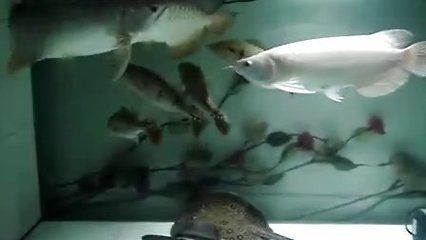 龍魚打架會死嗎：龍魚打架會死嗎龍魚打架會死嗎 龍魚百科 第1張