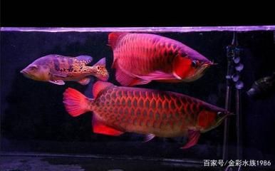 純血紅龍魚從小到大：純血紅龍魚從小到大的成長過程