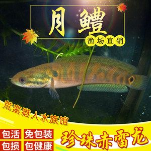 彩虹雷龍和七星魚有什么區(qū)別呢：彩虹雷龍和七星魚在種類歸屬、體型差異、生態(tài)習(xí)性差異 龍魚百科 第1張