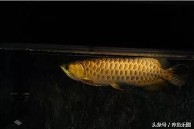 龍魚拉血紅色糞便：龍魚拉血紅色糞便怎么辦 龍魚百科 第2張