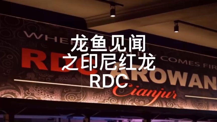 傲深4號可以治龍魚蒙眼嗎：rdc紅魔龍魚是一種高品質(zhì)的觀賞魚 龍魚百科