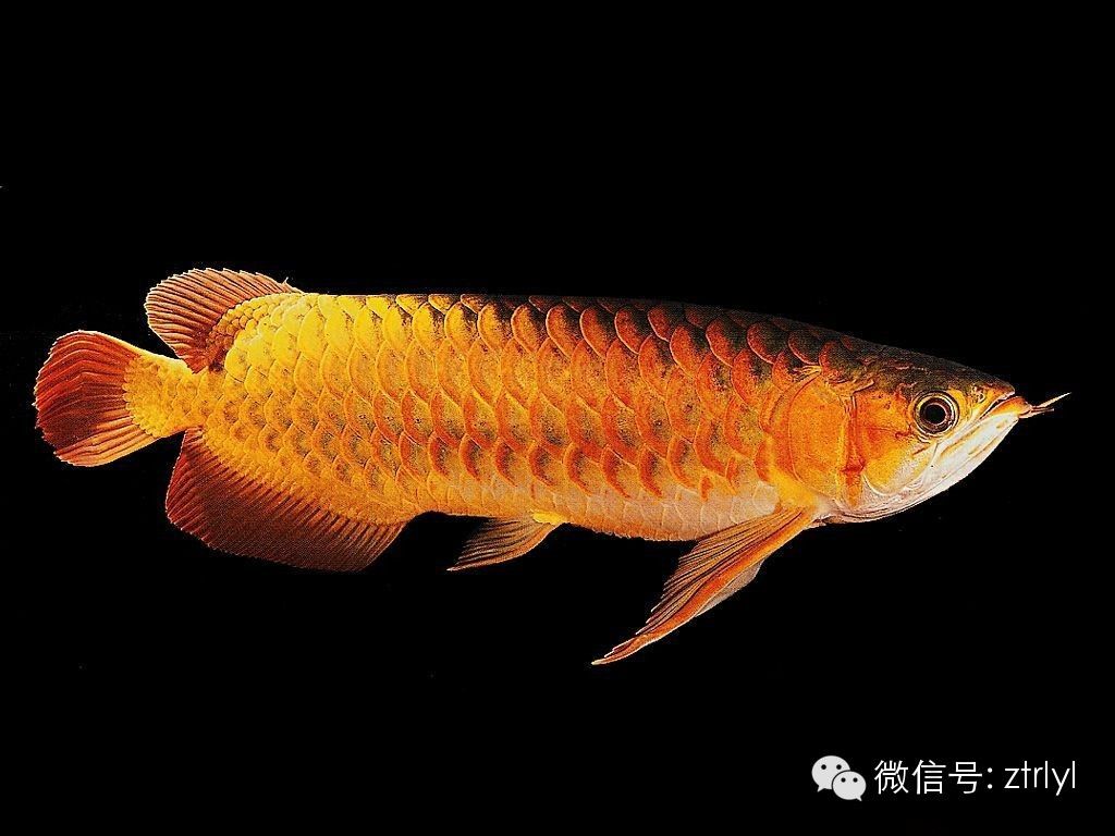 龍魚能吃嘛：關(guān)于龍魚能否食用的詳細信息：龍魚能否食用的詳細信息