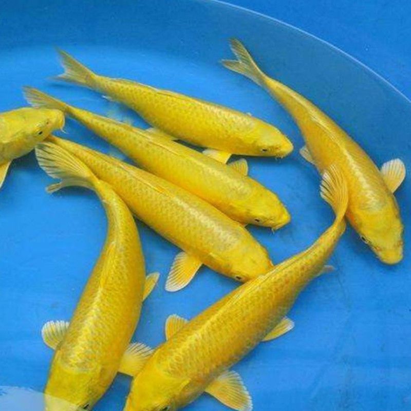 喂龍魚的活飼料魚怎么處理好：喂龍魚活飼料魚的過程需要注意一些處理方法