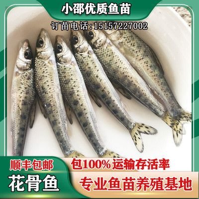 頂級紅龍魚品牌有哪些品種的蝦苗：頂級紅龍魚品牌有哪些品種的蝦苗品種有哪些