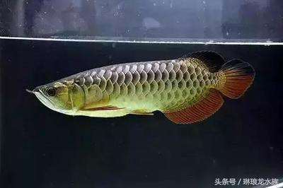 龍魚(yú)鱗片排列：關(guān)于龍魚(yú)鱗片排列的一些信息