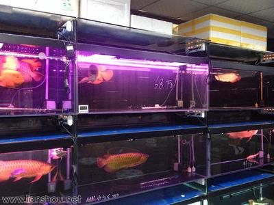 北京龍魚品牌有哪些店：北京龍魚品牌北京龍魚品牌排行