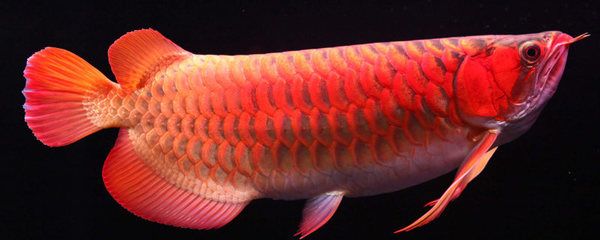 紅龍魚40長到60需要多久：紅龍魚從40厘米長到60厘米需要多久