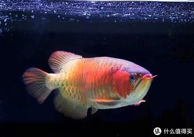 皇冠魚和龍魚混養(yǎng)可以嗎：皇冠魚和龍魚可以混養(yǎng)嗎