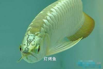 金龍魚多久不返垢：金龍魚返垢是一個常見的現(xiàn)象