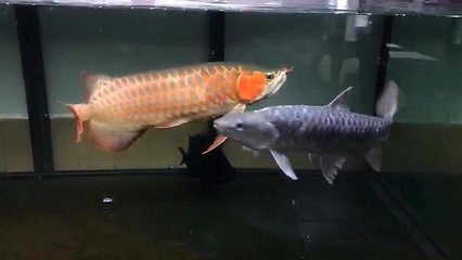 龍魚(yú)互相咬是怎么回事：龍魚(yú)互相咬是怎么回事， 龍魚(yú)百科 第3張