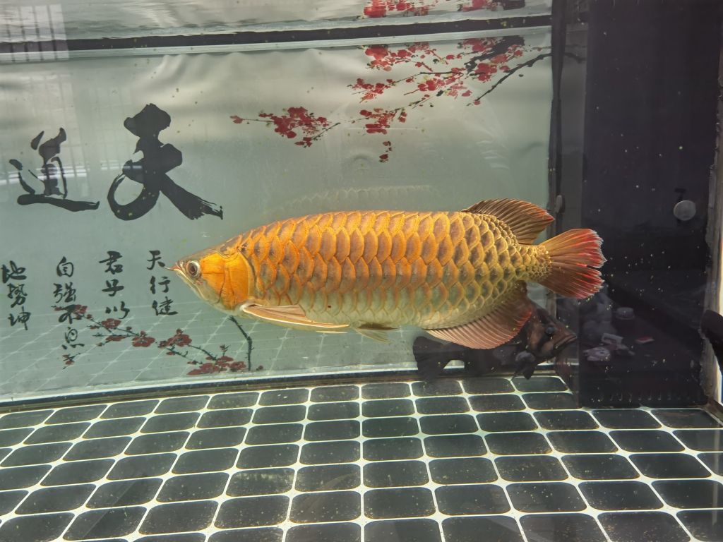 黒缸養(yǎng)龍魚是什么缸：黑缸養(yǎng)龍魚是什么缸