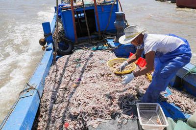 白龍魚刺多不多怎么判斷出來：白龍魚刺多不多怎么判斷 龍魚百科 第1張