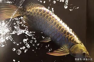 龍魚(yú)沉頭有什么辦法：如何預(yù)防龍魚(yú)沉頭 龍魚(yú)百科 第4張