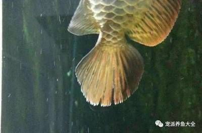 龍魚 爛尾：龍魚爛尾怎么辦