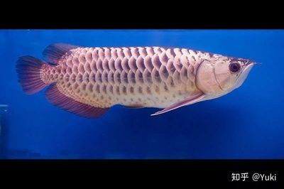 龍魚的魚鱗：龍魚的魚鱗健康狀況可以反映出龍魚的整體健康狀況 龍魚百科 第2張