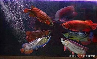 龍魚氣泡病怎么治療：龍魚氣泡病怎么治療治療龍魚氣泡病的第一步是改善水質(zhì) 龍魚百科 第3張