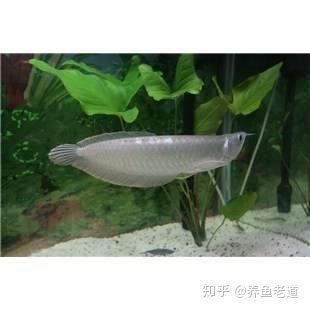 龍魚新入缸注意什么問題和措施：龍魚新入缸注意什么問題