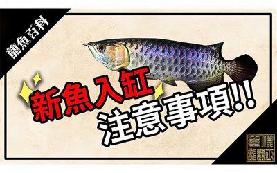 龍魚新入缸注意什么問題和措施：龍魚新入缸注意什么問題