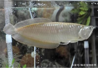 龍魚不愛(ài)吃食總是發(fā)瘋似的亂撞：龍魚不愛(ài)吃食、發(fā)瘋亂撞可能是由于受到驚嚇、水質(zhì)惡化 龍魚百科 第2張