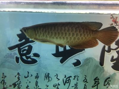 金龍魚35公分還沒過背