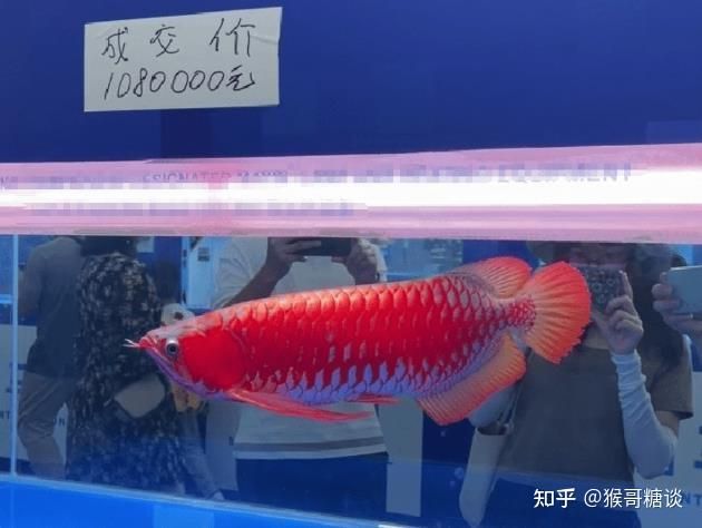 龍魚水質標準：飼養(yǎng)龍魚時需要嚴格控制水質的各項指標