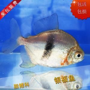 粗線和龍魚混養(yǎng)會影響水質(zhì)嗎：粗線和龍魚混養(yǎng)會影響水質(zhì)嗎，