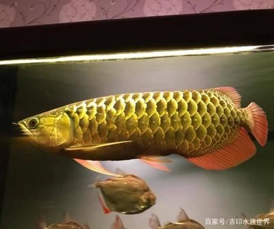 金龍魚體型大還是紅魚體型大：紅龍魚的體型大還是金龍魚體型大 龍魚百科 第2張