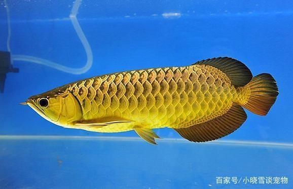 適合跟龍魚混養(yǎng)的魚類：適合與龍魚混養(yǎng)的魚類 龍魚百科 第2張