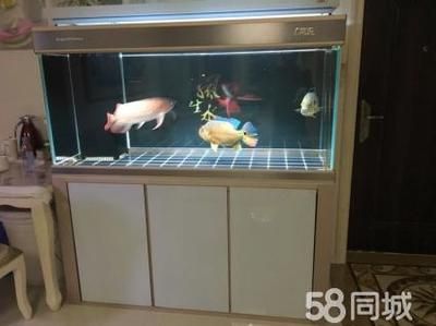 紅龍魚要多大的魚缸養(yǎng)：關(guān)于紅龍魚魚缸尺寸的一些指導(dǎo) 龍魚百科 第3張