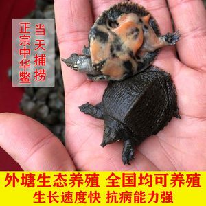 龍魚喂食小甲魚：喂食龍魚小甲魚之前需要了解一些關(guān)鍵信息和注意事項(xiàng)