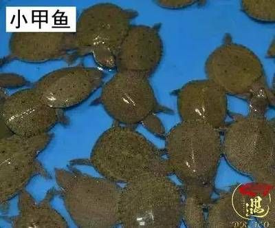 龍魚喂食小甲魚：喂食龍魚小甲魚之前需要了解一些關(guān)鍵信息和注意事項(xiàng)