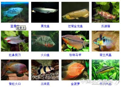 金龍魚鼻子破了怎么辦：金龍魚的鼻子破了怎么辦