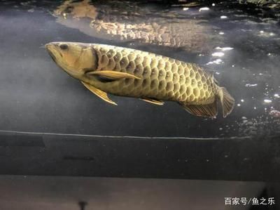 龍魚水面吸氣水里排氣：龍魚水面吸氣水里排氣怎么辦 龍魚百科 第2張