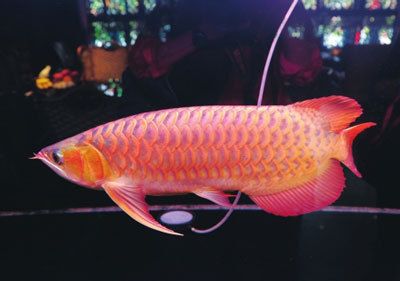 紅龍魚(yú)屬于國(guó)家?guī)准?jí)保護(hù)動(dòng)物：紅龍魚(yú)在國(guó)際上屬于華盛頓野生動(dòng)物保護(hù)條約甲級(jí)保護(hù)動(dòng)物 龍魚(yú)百科 第2張