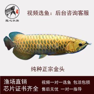 古典金龍魚多少錢一條？：古典金龍魚價(jià)格推測古典金龍魚多少錢一條古典金龍魚多少錢一條 龍魚百科 第3張