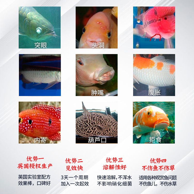 龍魚用大白片后多久換水一次：龍魚使用大白片后多久換水一次 龍魚百科 第1張