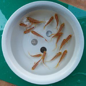 喂食龍魚(yú)的活體小金魚(yú)如何檢疫：喂食龍魚(yú)的活體小金魚(yú)在檢疫中需要注意以下幾個(gè)方面 龍魚(yú)百科 第3張