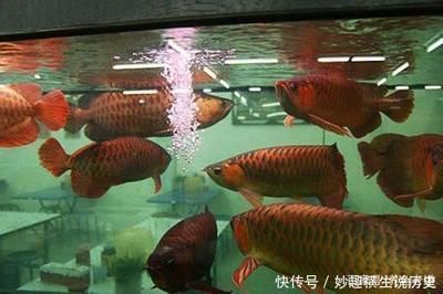 龍魚為什么撞魚缸會(huì)死：龍魚為什么撞魚缸會(huì)死亡 龍魚百科 第1張