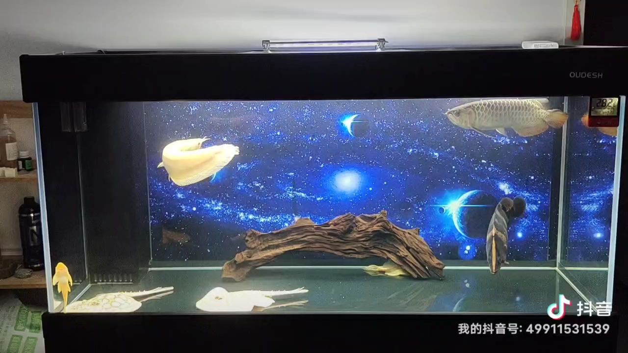 龍魚需要側(cè)燈嗎：龍魚使用頂燈還是側(cè)燈，專家建議使用頂燈，有助于龍魚發(fā)色