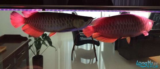 紅寶石和龍魚混養(yǎng)：紅寶石魚和龍魚可以混養(yǎng)嗎