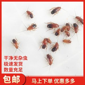 紅龍魚可以喂蟑螂嗎：紅龍魚可以喂蟑螂嗎紅龍魚可以喂蟑螂嗎 龍魚百科 第3張