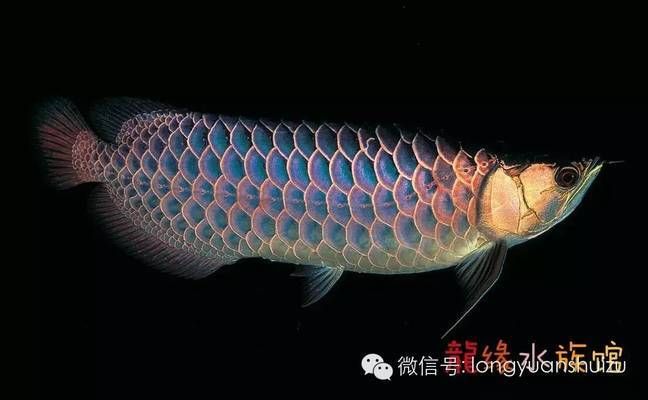 世界上的龍魚有多少種：世界上的龍魚有多少種呢？ 龍魚百科 第2張