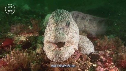 我的龍魚一直不好好吃怎么解決問(wèn)題呢：龍魚不好好吃食可能由多種原因引起 龍魚百科 第2張