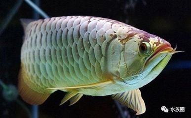 練手龍魚多少錢：新手練手龍魚多少錢，練手龍魚多少錢， 龍魚百科 第2張