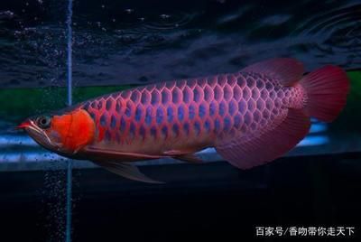 極品血龍魚壁紙高清：極品血龍魚壁紙高清圖片 龍魚百科 第3張