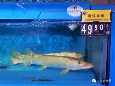 超市賣(mài)的龍魚(yú)是什么魚(yú)：超市賣(mài)的“龍利魚(yú)”50元1斤，為何超市只賣(mài)10元1斤