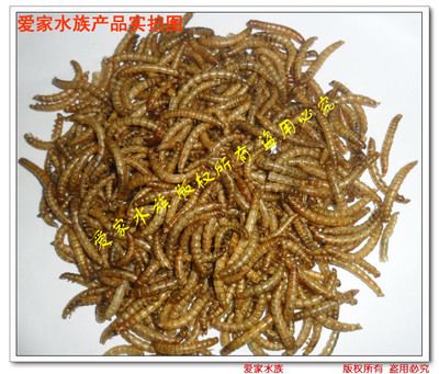 龍魚(yú)能吃面包蟲(chóng)干嗎：龍魚(yú)可以吃面包蟲(chóng)干嗎，龍魚(yú)能吃面包蟲(chóng)干嗎，需要注意什么